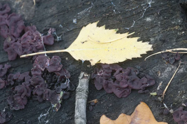 Ascocoryne Sarcoides Mushrooms Slime Mold Old Stump — стоковое фото