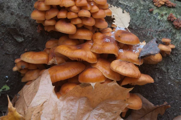 Flammulina Velutipes Setas Tocón Viejo — Foto de Stock