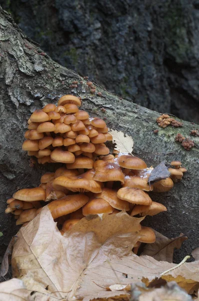 Flammulina Velutipes Mushroms Old Stump — стоковое фото