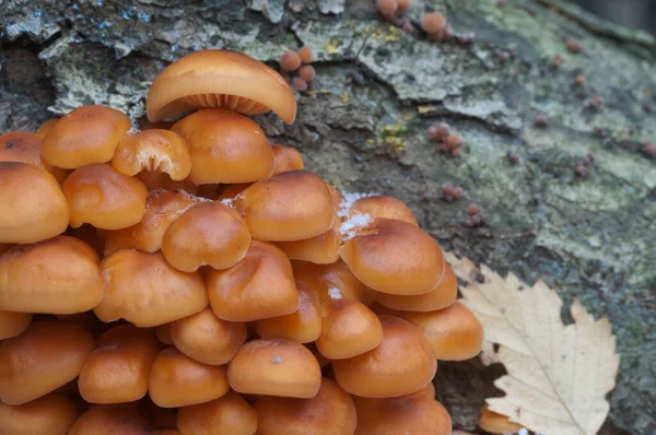 Flammulina Velutipes Cogumelos Toco Velho — Fotografia de Stock