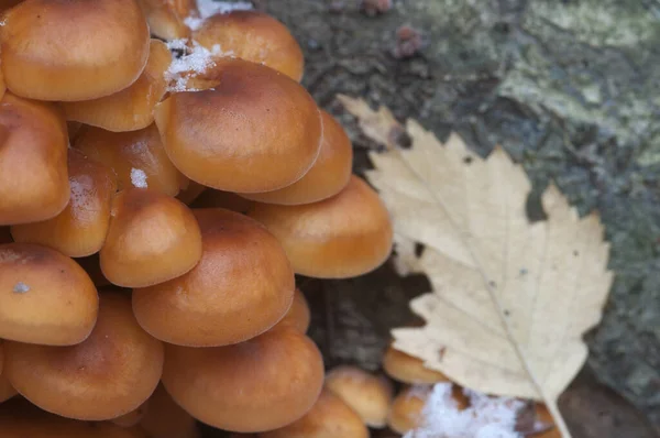 Flammulina Velutipes Mushroms Old Stump — стоковое фото