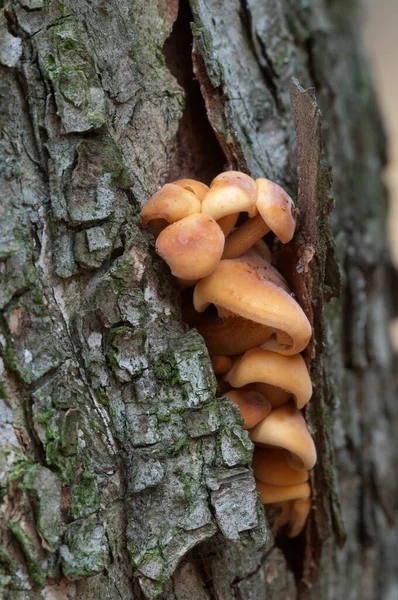 Flammulina Velutipes Funghi Vecchio Ceppo — Foto Stock