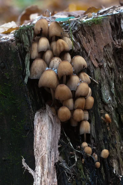 靠近树的铜绿蘑菇 靠近树 — 图库照片