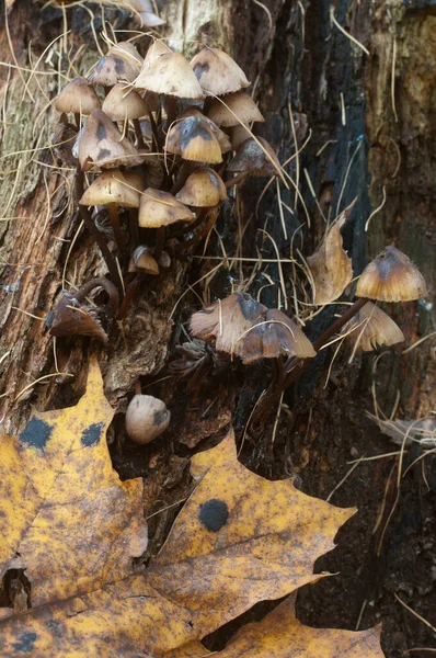Mycena Mushrooms Old Stump Closeup — Stock Photo, Image