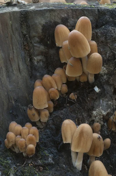 Coprinus Miccaceus Mantarı Ağacın Yanında Yaklaş — Stok fotoğraf