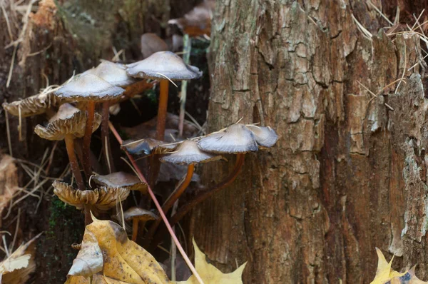 Mycena Galericulata Mushroms Old Stump Eup — стоковое фото