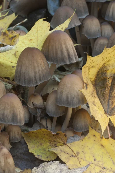 Cogumelo Coprinus Micaceus Perto Árvore Perto — Fotografia de Stock