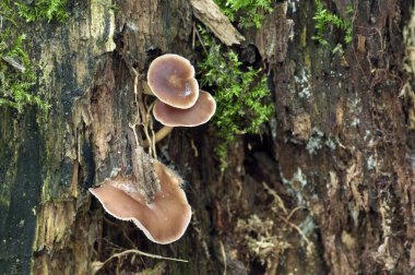 Eski bir kütüğün üzerinde jimnastik mantarı, yakın plan.