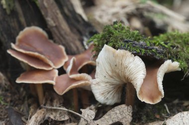 Eski bir kütüğün üzerinde jimnastik mantarı, yakın plan.