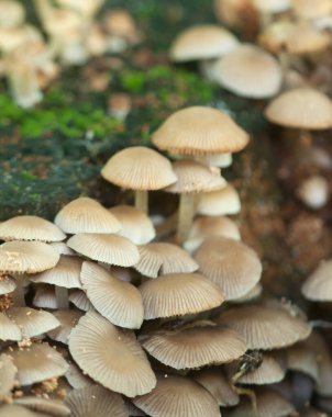 Psathyrella pigmaea mantarları eski bir kütük üzerinde, yakın plan