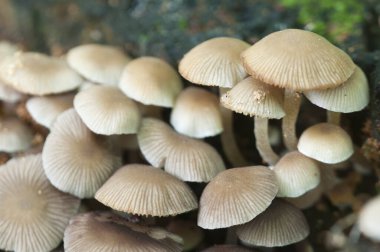 Psathyrella pigmaea mantarları eski bir kütük üzerinde, yakın plan