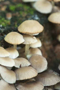  Psathyrella pigmaea mantarları eski bir kütük üzerinde, yakın plan