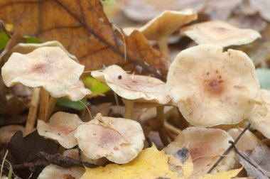 Pholiota kayganlaştırıcı mantarları sonbahar yapraklarıyla kaplı toprakta.