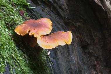 Gymnopilus picreus mantarları yeşil yosunlu eski bir kütük üzerinde, yakın çekim