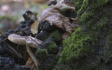Ormanda geyik mantarı (Pluteus cervinus), yakın mesafede.