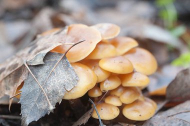 Flammulina velutipes mantarları eski bir kütüğün üzerinde