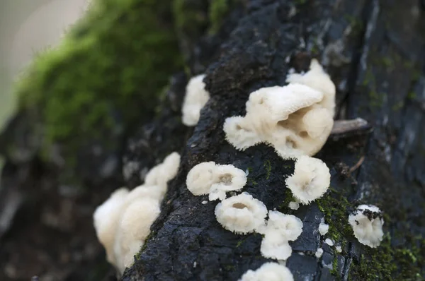 Phlebia Tremellosa Fungus Stump Close Shot — стоковое фото