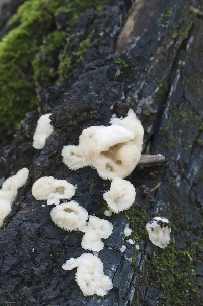 Phlebia Tremellosa Champignon Sur Une Souche Gros Plan — Photo