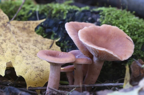 Mushroom Lactarius Sphagneti Stump Green Moss — Stock Photo, Image