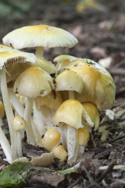 Bolbitius Vitellinus Paddenstoelen Een Bosbodem Close — Stockfoto