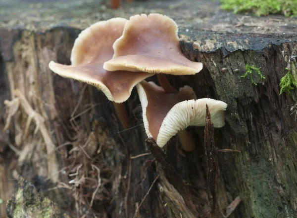 Gymnopus Ocior Pilz Auf Einem Alten Baumstumpf Nahaufnahme — Stockfoto