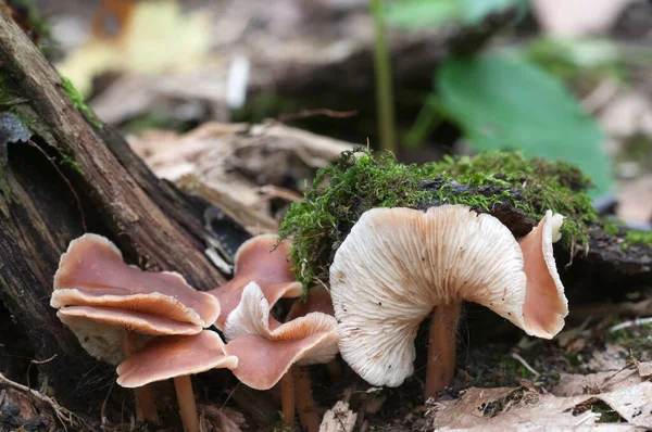 Gymnopus Ocior Paddenstoel Een Oude Stomp Close — Stockfoto