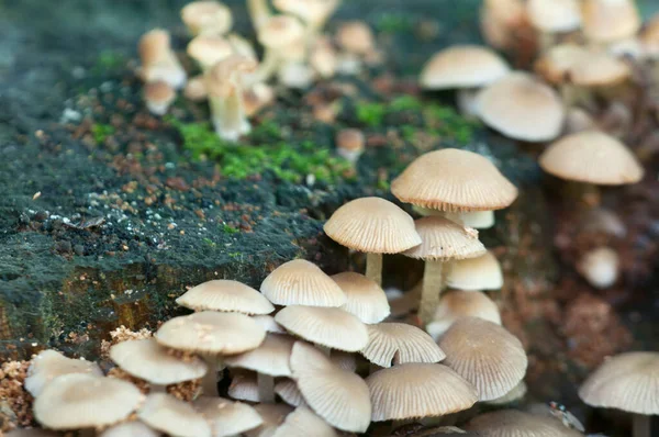 Psathyrella Pygmaea Setas Viejo Tocón Primer Plano —  Fotos de Stock