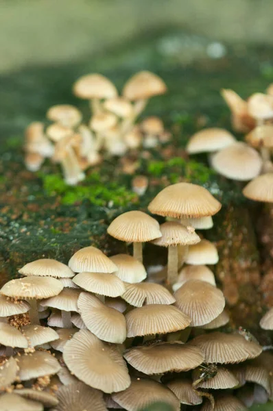 Psathyrella Pygmaea Cogumelos Toco Velho Close — Fotografia de Stock