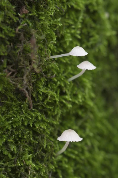 Delicatula Integrella Mushroom Macro — стоковое фото