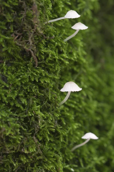 Delicatula Integrella Champignon Macro Shot Local Focus — Photo