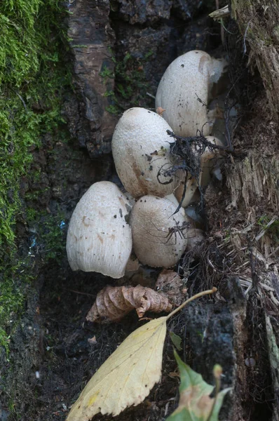 Houby Coprinus Atramentarius Podzim Zblízka — Stock fotografie