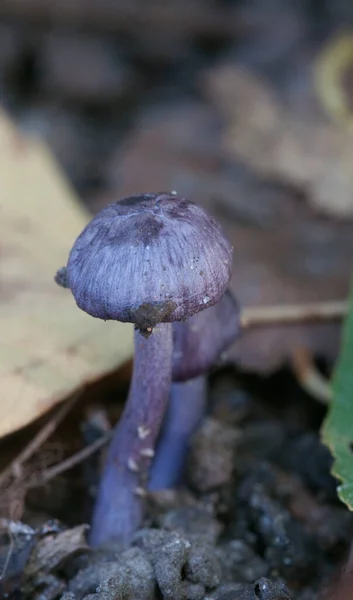 Entoloma Euchroum Uma Floresta Close Shot Foco Local — Fotografia de Stock