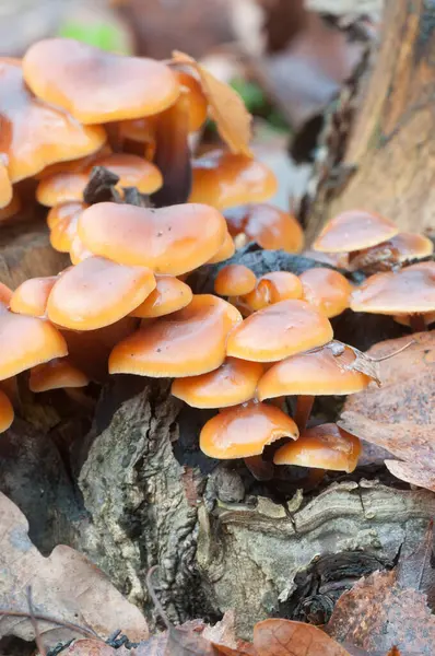 在老树桩上的绒毛蘑菇 — 图库照片