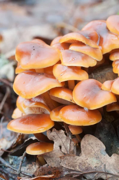 Flammulina Velutipes Setas Tocón Viejo —  Fotos de Stock