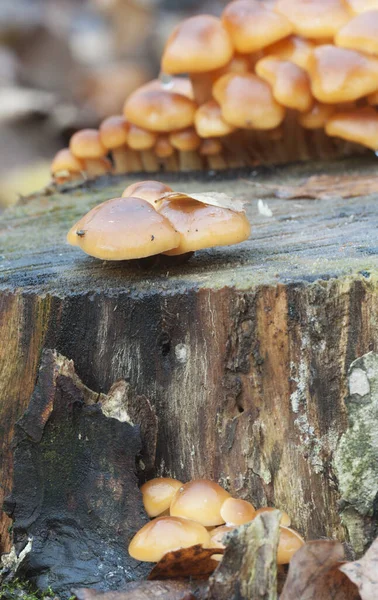 Flammulina Velutipes Mushrooms Old Stump — Stock Photo, Image