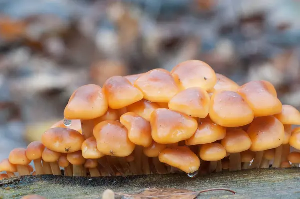 Flammulina Velutipes Pilze Auf Einem Alten Baumstumpf — Stockfoto