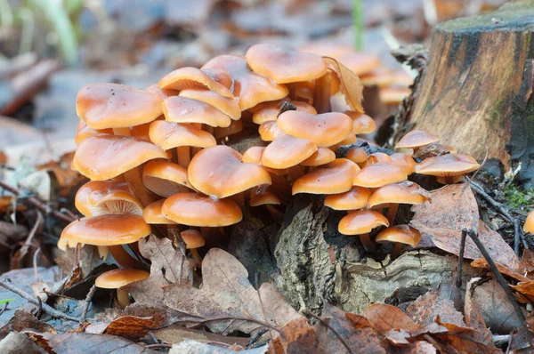 Flammulina Velutipes Mushroms Old Stump — стоковое фото