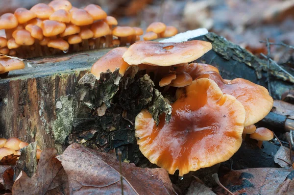 Flammulina Velutipes Mushroms Old Stump — стоковое фото