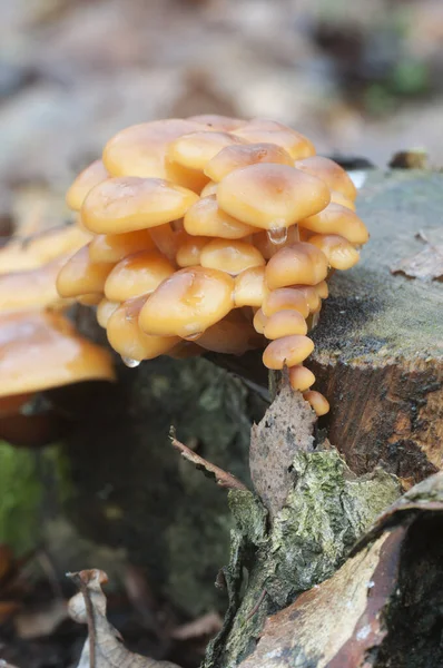 Flammulina Velutipes Setas Tocón Viejo — Foto de Stock