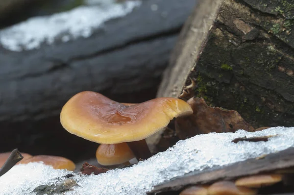 Flammulina Velutipes Mushroms Old Stump — стоковое фото