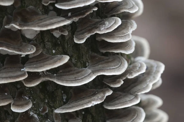 Trametes Seta Versicolor Árbol Muerto — Foto de Stock