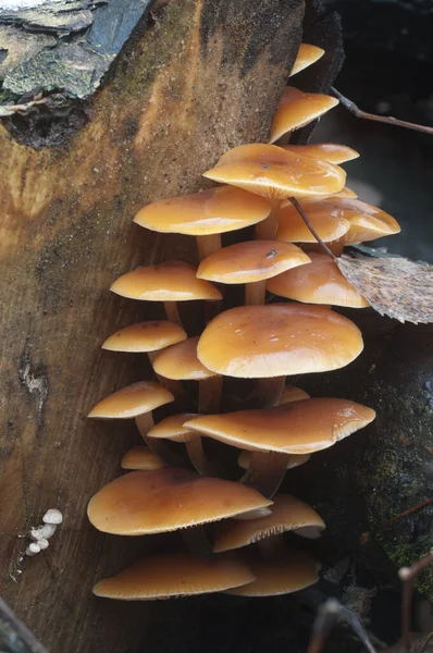 Flammulina Velutipes Mushrooms Old Stump — Stock Photo, Image