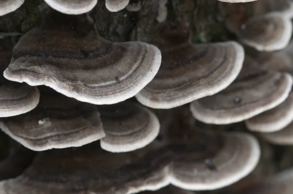 Trametes Versicolor Mushroom Dead Tree — Stock Photo, Image