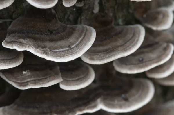 Trametes Versicolor Paddestoel Een Dode Boom — Stockfoto