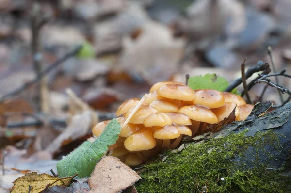 Flammulina Velutipes Pilze Auf Einem Alten Baumstumpf — Stockfoto
