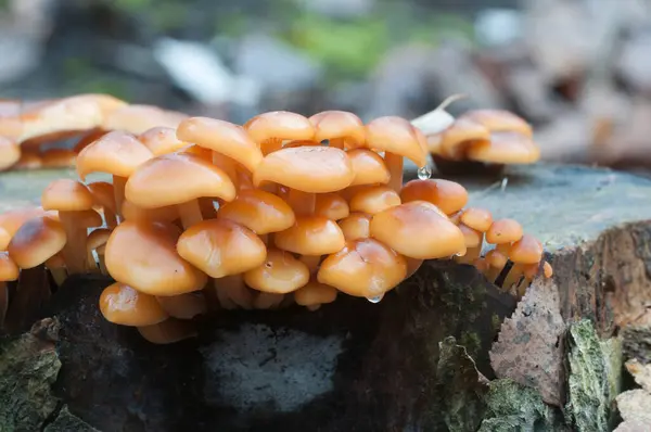 Flammulina Velutipes Mushrooms Old Stump — Stock Photo, Image