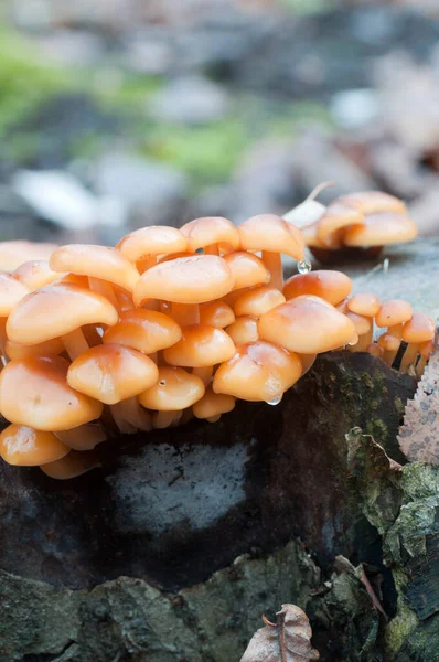 Flammulina Velutipes Mushrooms Old Stump — Stock Photo, Image