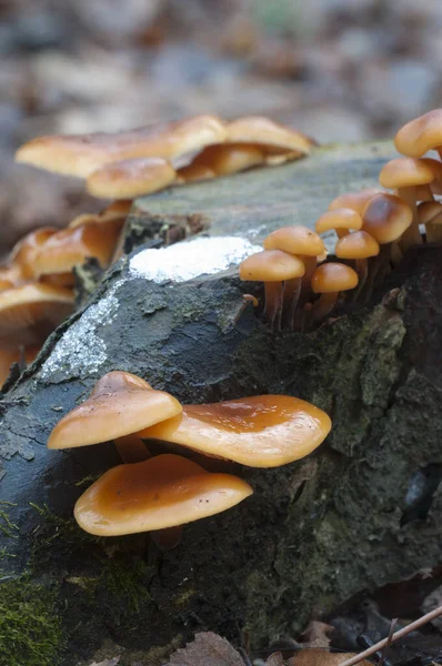 Flammulina Velutipes Setas Tocón Viejo — Foto de Stock