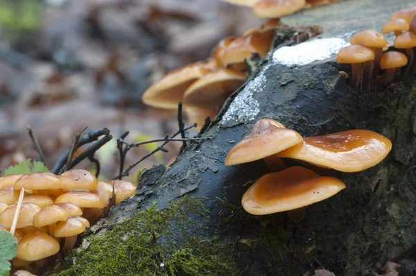 Flammulina Velutipes Grzyby Starym Kikucie — Zdjęcie stockowe