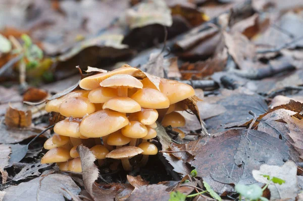 Flammulina Velutipes Mushrooms Old Stump — Stock Photo, Image